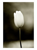 Early Morning Tulip Giclee Print by Jerry Koontz