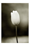 Early Morning Tulip Reproduction procédé giclée par Jerry Koontz