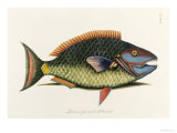 The Parrot Fish Lámina giclée por Mark Catesby