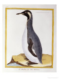 A Penguin, Falkland Islands Giclee-trykk av Georges Louis Marie Leclerk Buffon