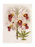 Phajus Cocksonii Reproduction procédé giclée par Robert Warner