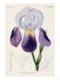 Bearded Iris, Iris Germanica Giclee Print by H.g.l. Reichenbach