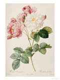 Rosa Damascena Lámina giclée por Pierre-Joseph Redouté Rosa Damascena Lámina giclée por Pierre-Joseph Redouté