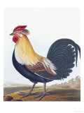 Cock Giclee Print by Robert Havell