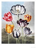 Tulips Giclee Print by Robert John Thornton