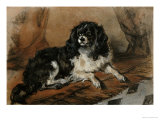 A King Charles Spaniel reproduction procédé giclée par Edwin Henry Landseer
