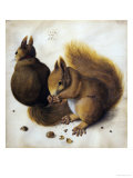 Two Squirrels, One Eating a Hazelnut Giclee Print by Hans Hoffmann