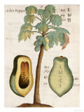 Arbor Papaya (Papaya Tree) Giclee-trykk av Michael Boym Arbor Papaya (Papaya Tree) Giclee-trykk av Michael Boym
