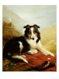 A Collie, the Guardian of the Flock, 1908 Giclee Print by Edwin Douglas