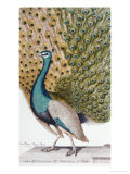 A Male Peacock in Full Display Giclee Print by Johann Leonhard Frisch