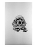 Cocker Spaniel Giclee Print by chet buckley