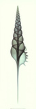 Tibia Kunstdrucke von Steven N. Meyers