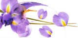 Lucid Iris I  Art by S & R Rasheed