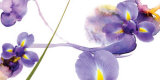 Lucid Iris II Posters by S & R Rasheed