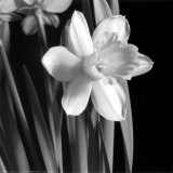 Daffodil Posters by Darlene Shiels