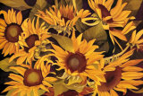 Lions and Sunflowers II Trykk-samleobjekter av Richard Bolingbroke Lions and Sunflowers II Trykk-samleobjekter av Richard Bolingbroke