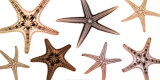 Starfish Collection Art par Steven N. Meyers
