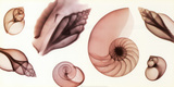 Shell Collection Posters by Steven N. Meyers