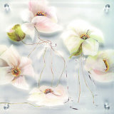 Blumen Auf Plexiglas Weiss Spesialversjon av Annelies Buergin Blumen Auf Plexiglas Weiss Spesialversjon av Annelies Buergin