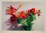 Geissblatt Limited Edition by Gerhard Treichel
