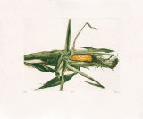 Mais, 2000 Limitierte Auflage von Robert C. Rore
