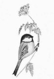 Bird Limited Edition by Dale De Armond