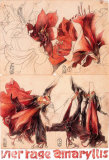 4 Tage Amaryllis Collectable Print by Horst Janssen