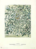 Ascensionist Saint Cecilia, c.1955 Collectable Print by Salvador Dalí