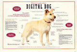 Digital Dog Póster Digital Dog Póster
