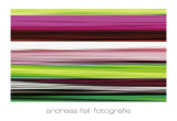 Fotografie II Lámina por Andreas Feil Fotografie II Lámina por Andreas Feil