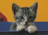 Gatto Europeo I Poster par Giorgio Filippini