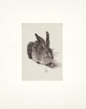 Hase - Nach Duerer Sammlerdrucke von Zwicker 