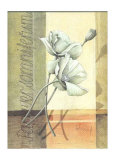 Papaver Prints by Franz Heigl Papaver Prints by Franz Heigl