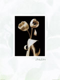 Fleur en noir et blanc VI Affiche par Edoardo Sardano