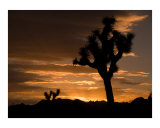 Sunrise in Joshua Tree National Park, California Photographic Print by Christopher Harris