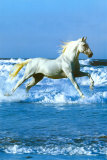 Sea Posters af Bob Langrish Sea Posters af Bob Langrish
