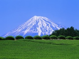 Green Tea Field and Mount Fuji Photographic Print