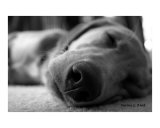 Dog Gone Days Photographic Print by Melissa Burk