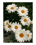 White daisies Photographic Print by Andrei Filonov