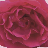 Rose rouge Affiches par Prades Fabregat