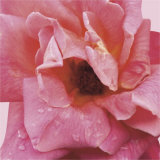 Salmon Rose Posters by Prades Fabregat
