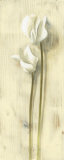 Flores blancas Lámina por David Col Flores blancas Lámina por David Col