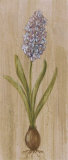 Purple Hyacinth with Bulb Art by Mar Alonso