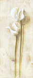 Flores blancas Láminas por David Col Flores blancas Láminas por David Col