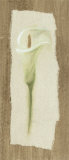 White Cala Lilly Posters par Jose Gomez