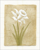 White Flower Prints by David Col