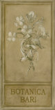Botanica Bari Poster by Stela Klein
