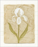 White Flower Arte por David Col White Flower Arte por David Col
