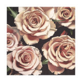 Roses Prints by Elizabeth Hellman