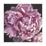 Peony I Prints by Elizabeth Hellman